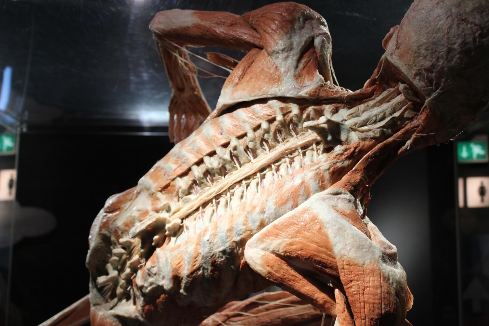 Wystawa BODY WORLDS powraca do Katowic z nową ekspozycją!