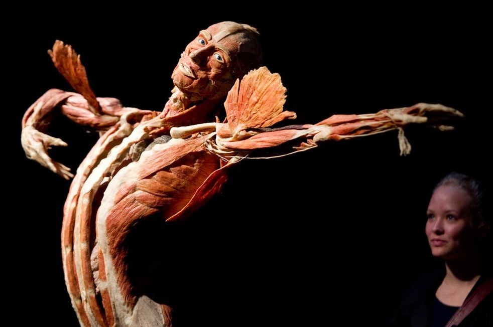 Wystawa BODY WORLDS powraca do Katowic z nową ekspozycją!