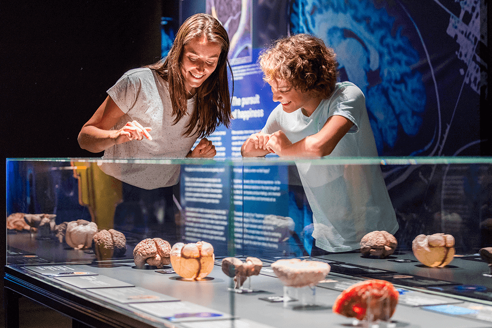 Wystawa BODY WORLDS powraca do Katowic z nową ekspozycją!