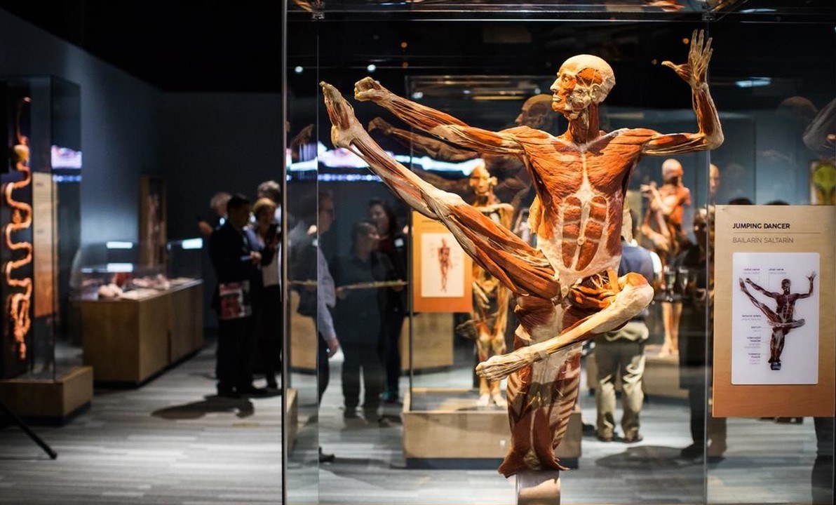 Wystawa BODY WORLDS powraca do Katowic z nową ekspozycją!