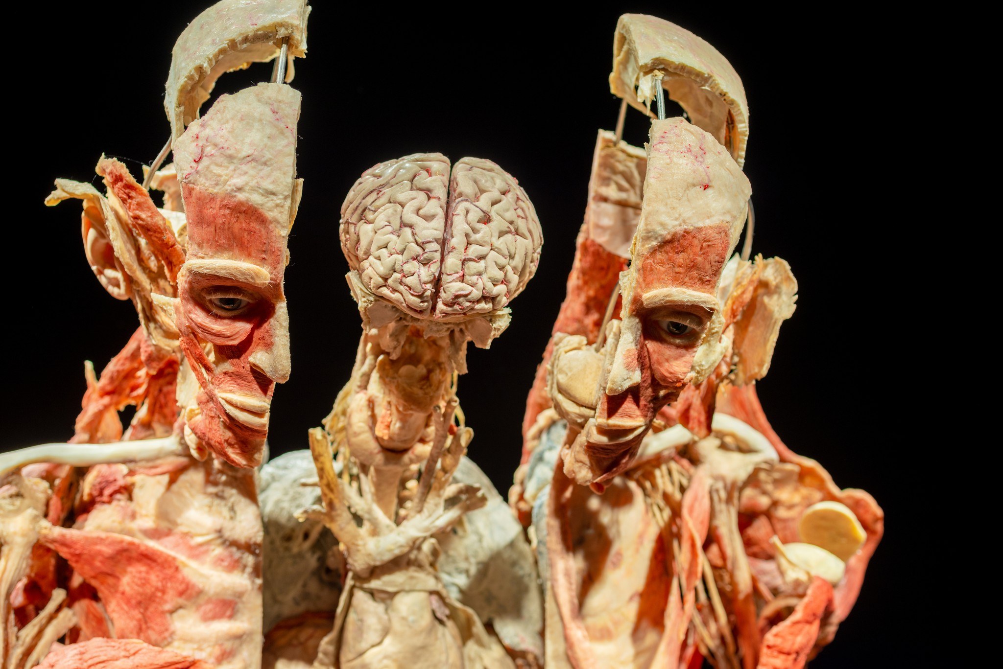 Wystawa BODY WORLDS powraca do Katowic z nową ekspozycją!