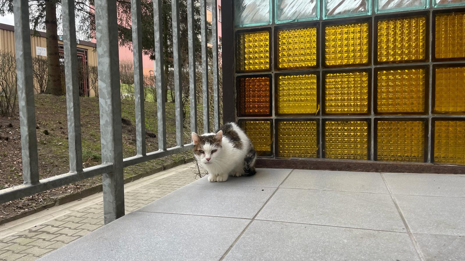 Plaga szczurów w Szombierkach