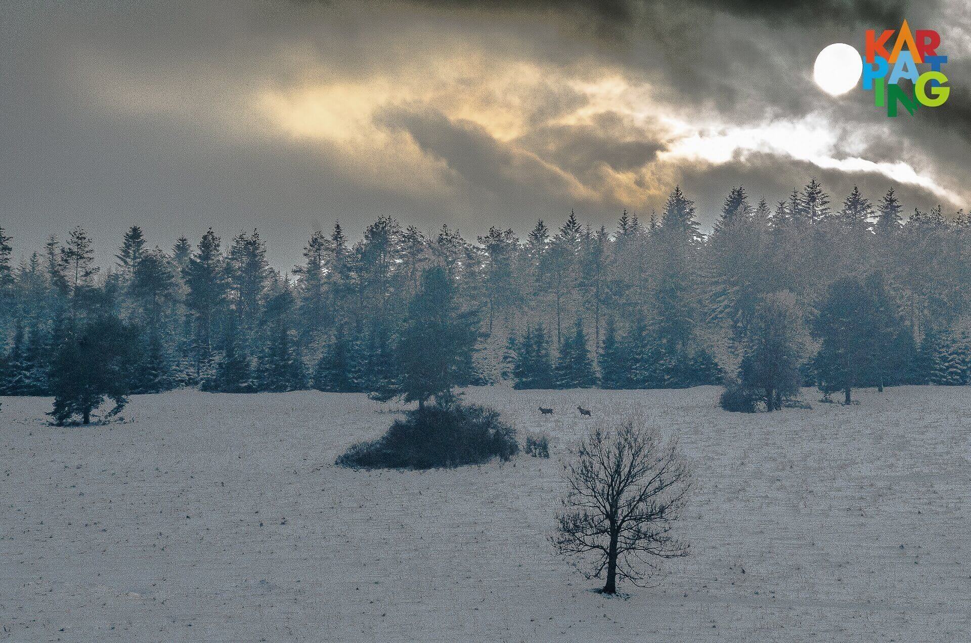 Zima w Beskidzie Niskim foto Natalia Pacana Roman