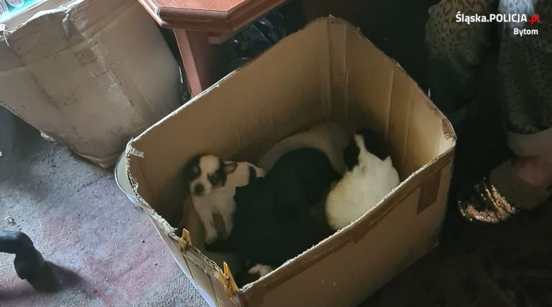 Byt szczeniaczki Byt szczeniaczki