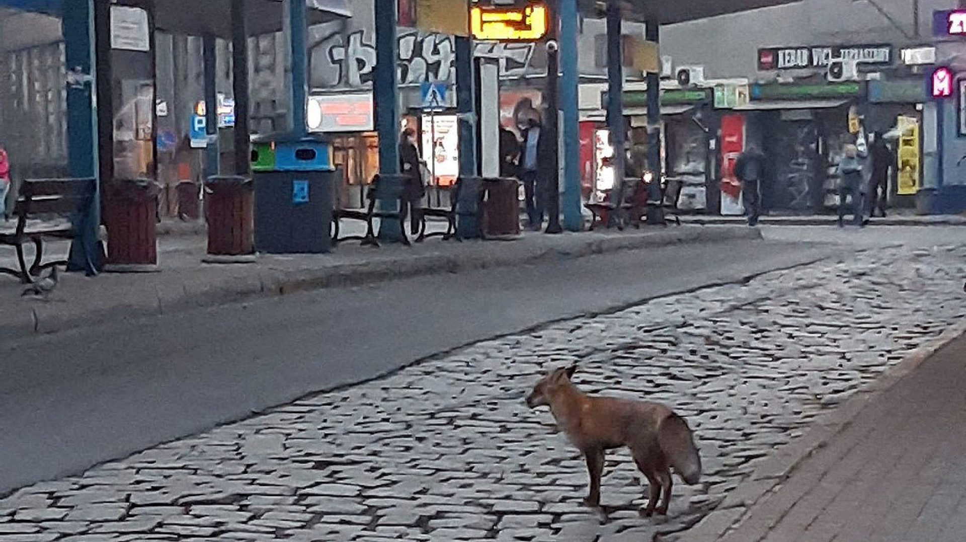 Byt lis na dworcu Byt lis na dworcu