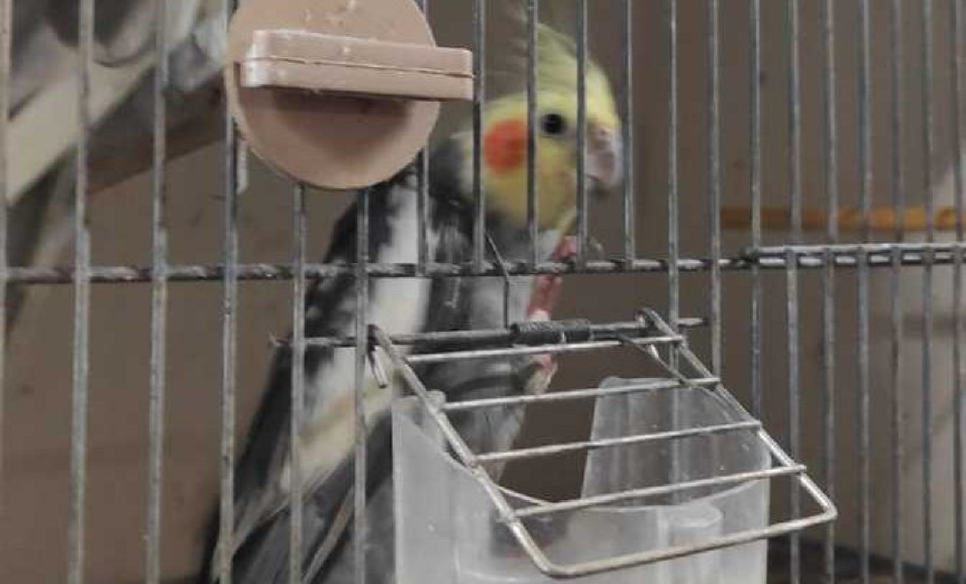 Bytom Sklep zoologiczny Bytom Sklep zoologiczny