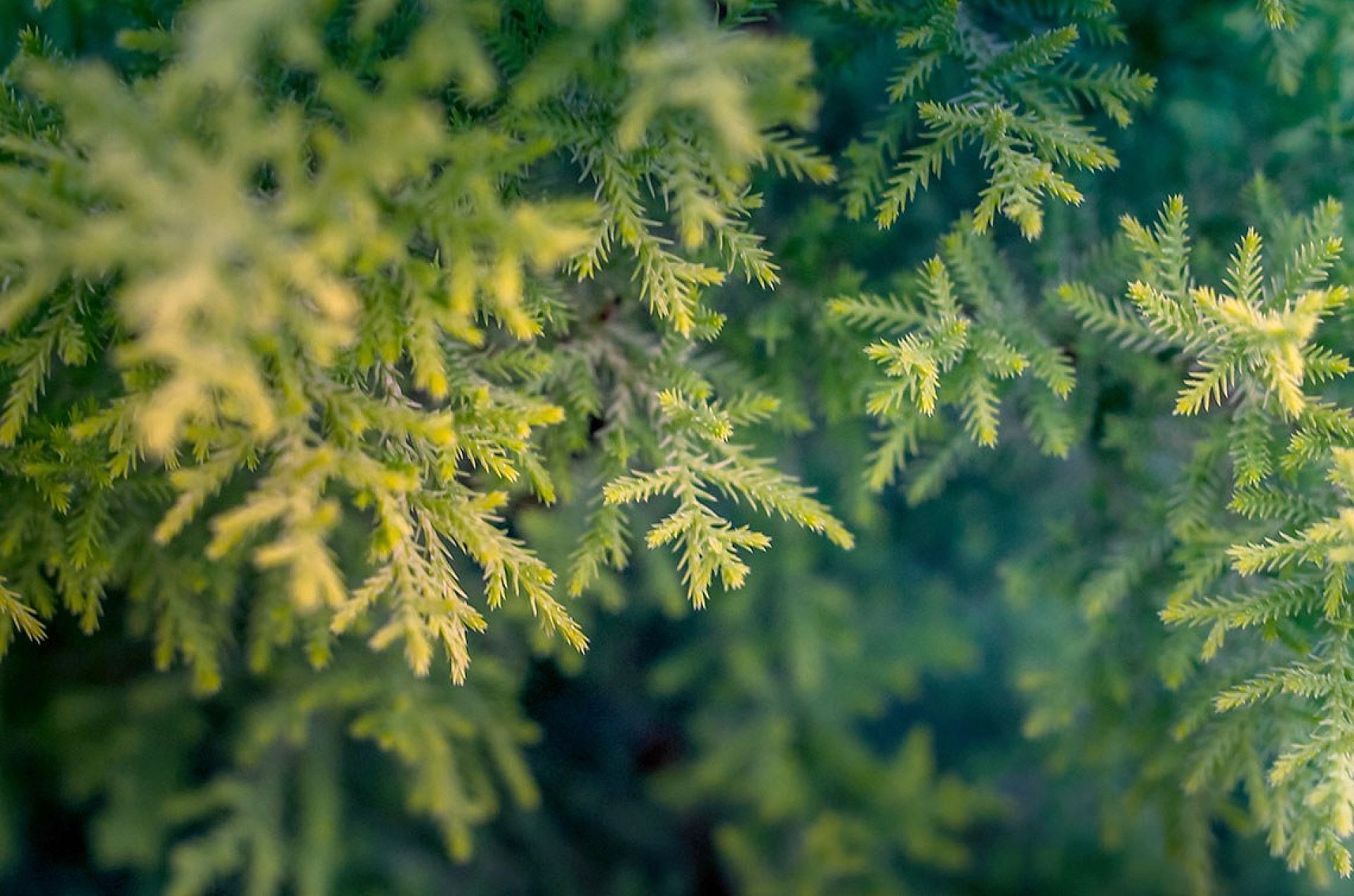 Byt autumn leaves blade of grass blur 668282 Byt autumn leaves blade of grass blur 668282