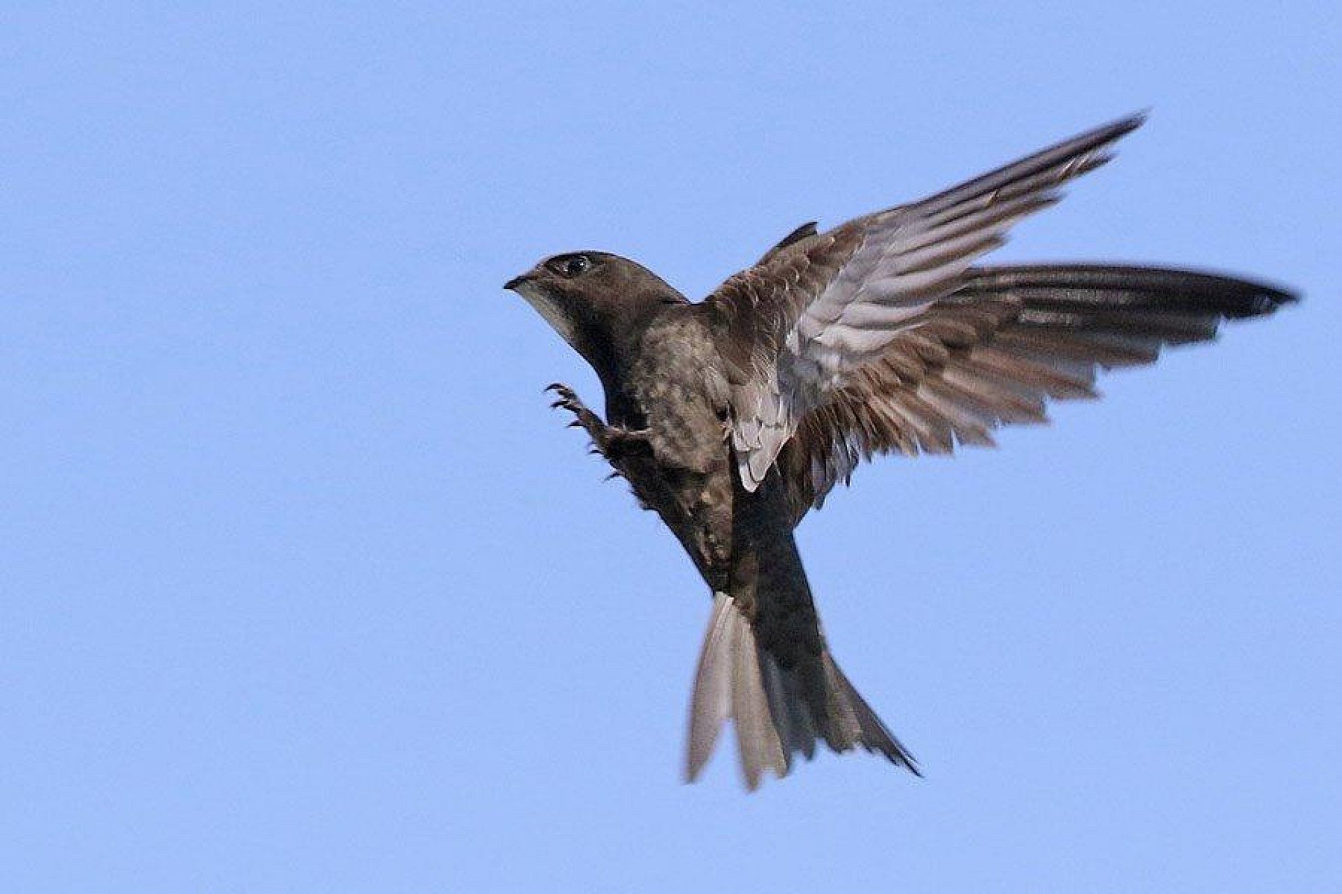 Byt zdj jerzyki w polsce Byt zdj jerzyki w polsce