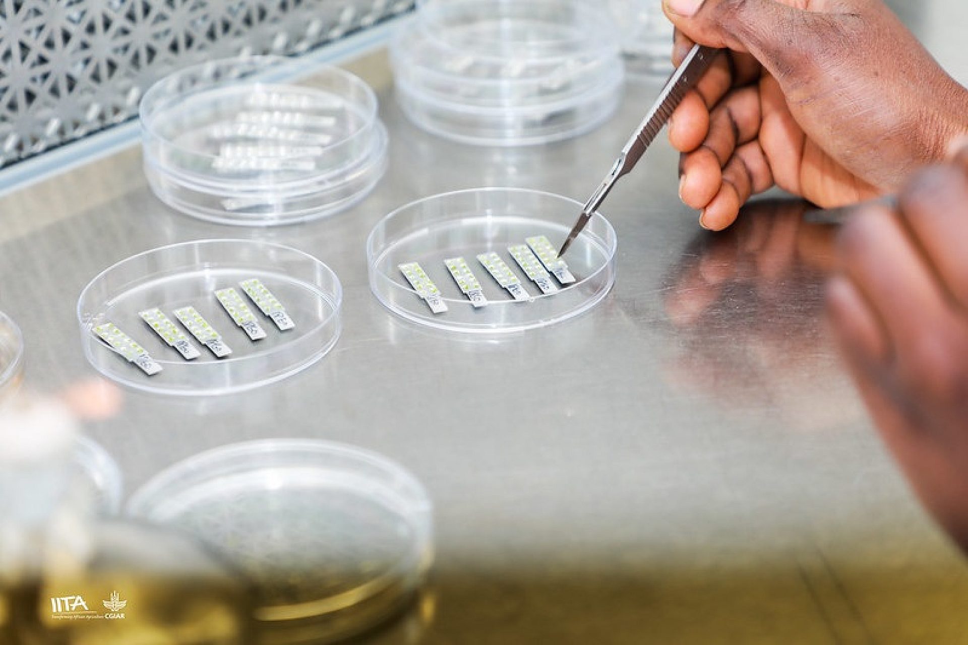 In vitro In vitro