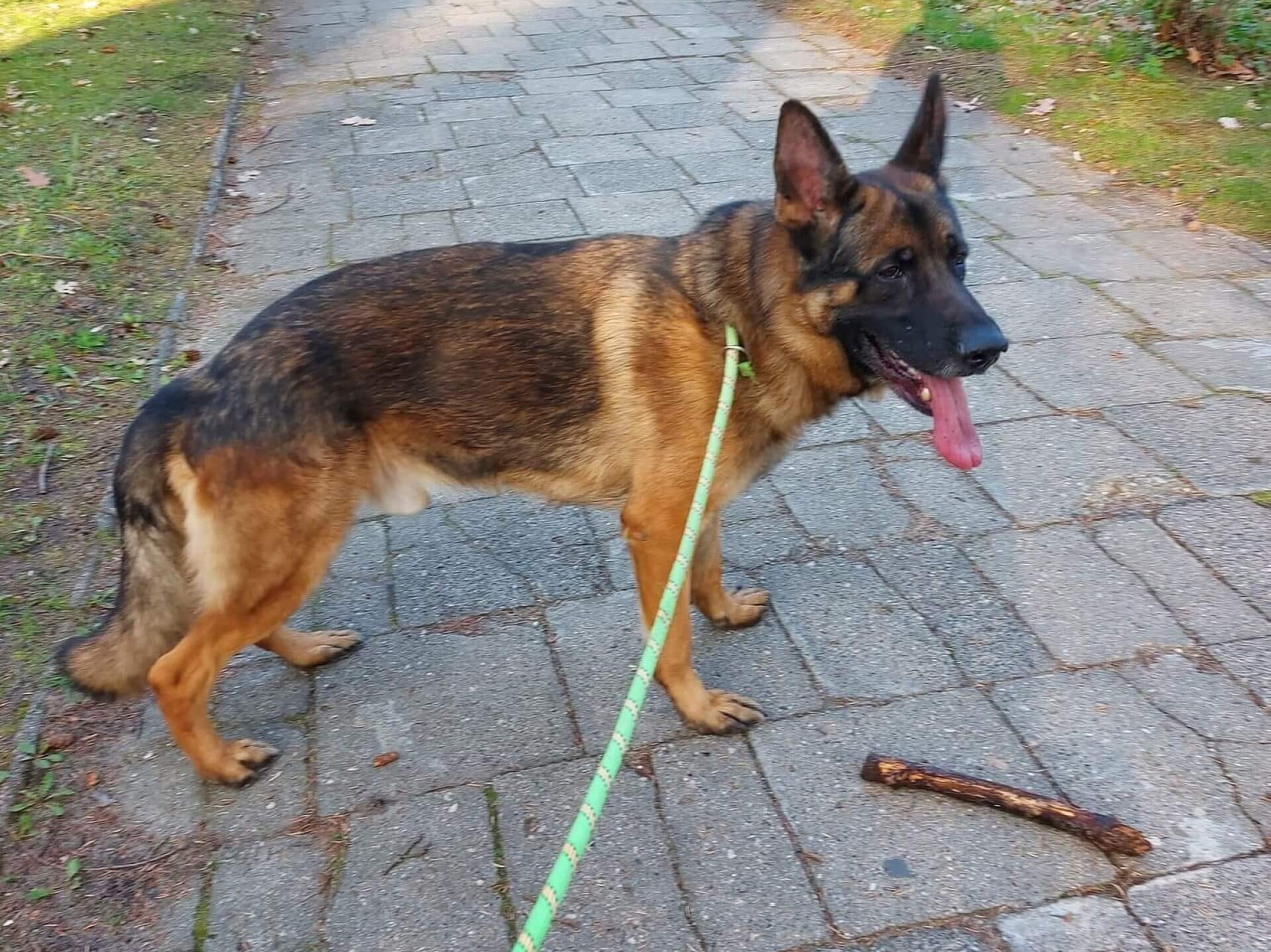 Pies na spacerze Pies na spacerze