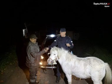 Skradzione z Bytomia konie wróciły do właściciela Skradzione konie wróciły do właściciela