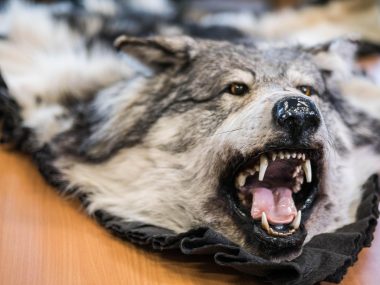 Tytoń, maszyny do gry, skóry wilków. Oto magazyn skarbówki Magazyn KAS