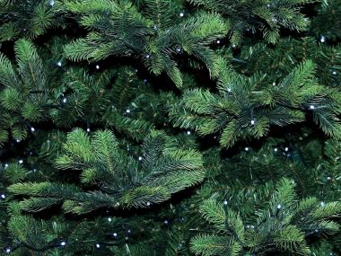 Byt christmas tree 3860669 1280 Byt christmas tree 3860669 1280