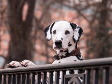 Byt dalmatians 3210166 1280 Byt dalmatians 3210166 1280