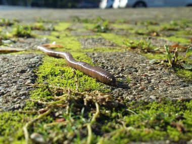 Byt earthworms 2773457 1280 Byt earthworms 2773457 1280