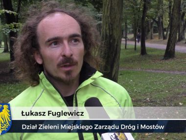 Wycinka drzew tylko w uzasadnionych przypadkach Byt fuglewicz
