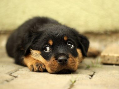 Byt rottweiler 869018 1280