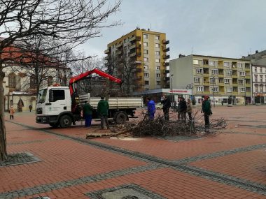 Byt wycinka platanow na bytomskim rynku Byt wycinka platanow na bytomskim rynku