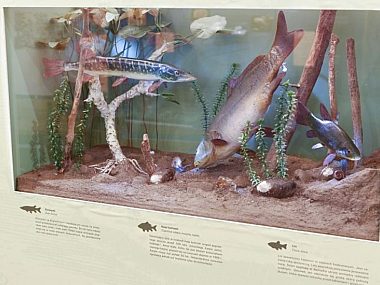 Bytomski4 Postny karp 1 Bytomski4 Postny karp 1