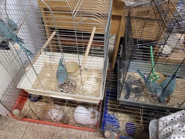 Zwierzęta z bytomskiego sklepu zoologicznego Zwierzęta z bytomskiego sklepu zoologicznego