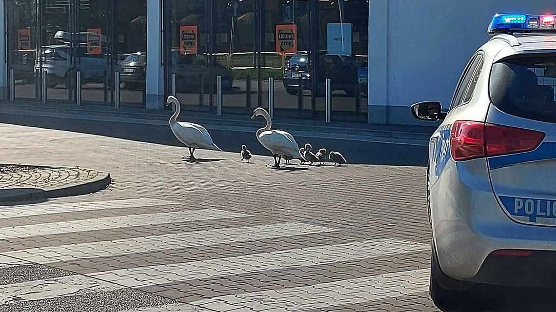 Byt labedzie policja miechowice