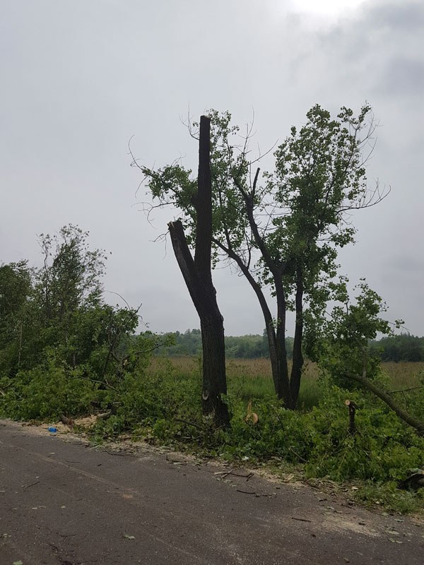 Byt wycinka zabie doly04