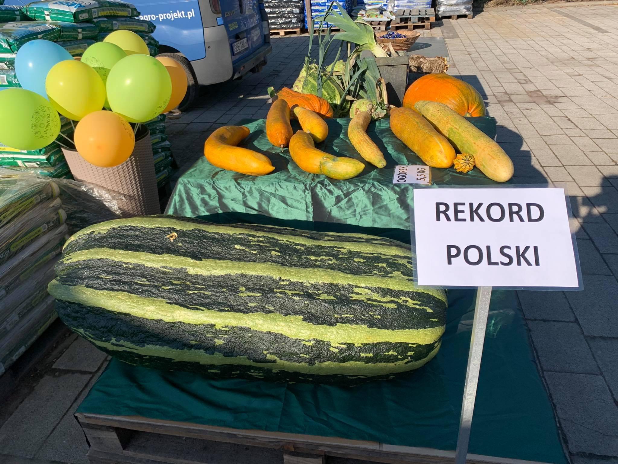 Rekord Polski - największy kabaczek