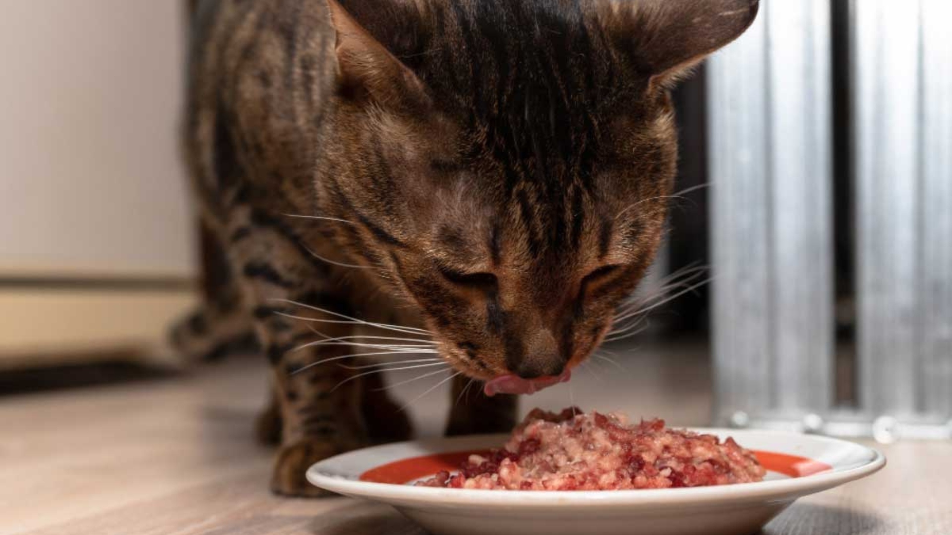 Dlaczego naturalne składniki w karmie są ważne dla zdrowia kota?