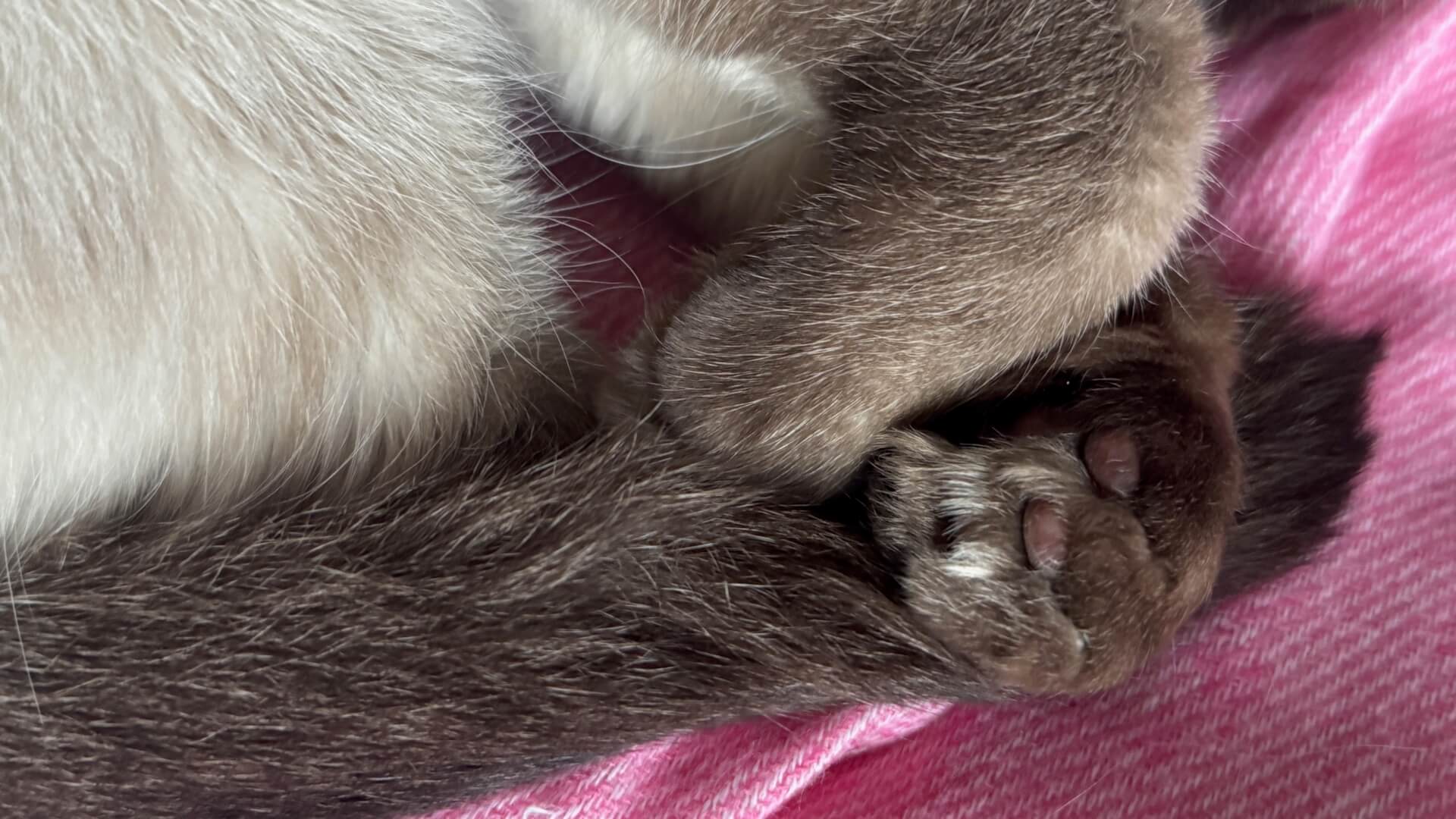 Dramat przy ul. Odrzańskiej w Bytomiu. Ujawniono truchła zwierząt oraz zaniedbane koty i psy