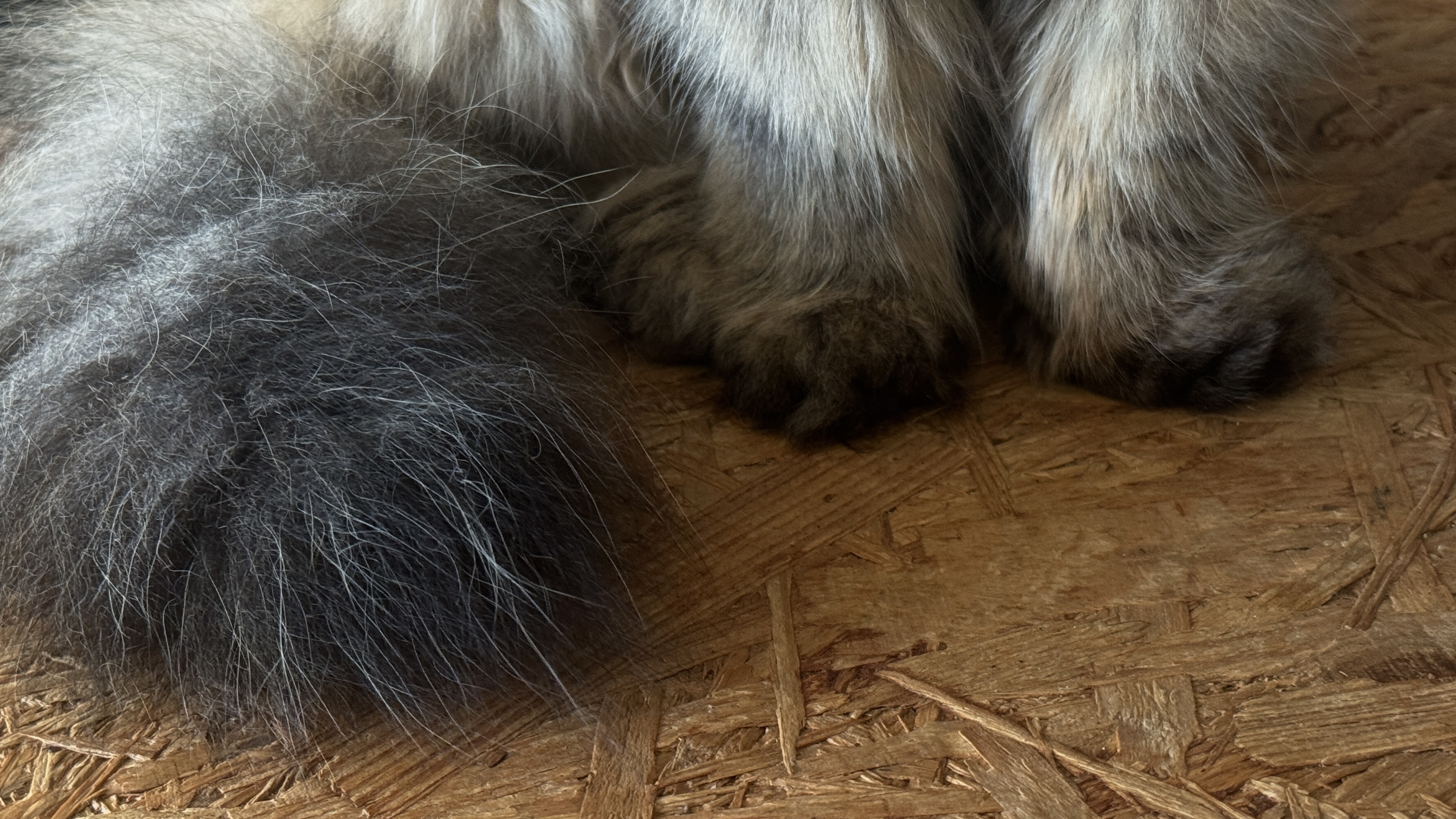 Wyrywa im ogony i łamie kręgosłupy. realizowane są poszukiwania sprawcy ataków na koty w Stolarzowicach