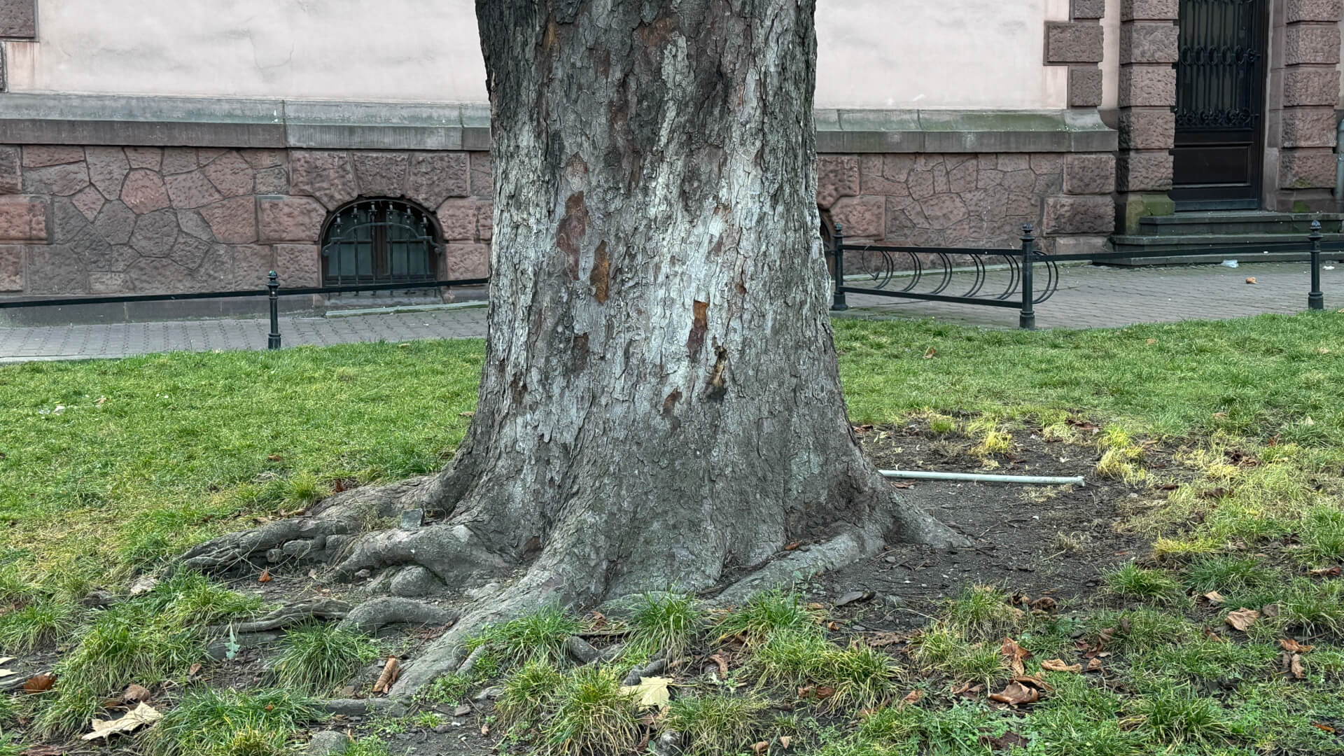 Nowy pomnik przyrody