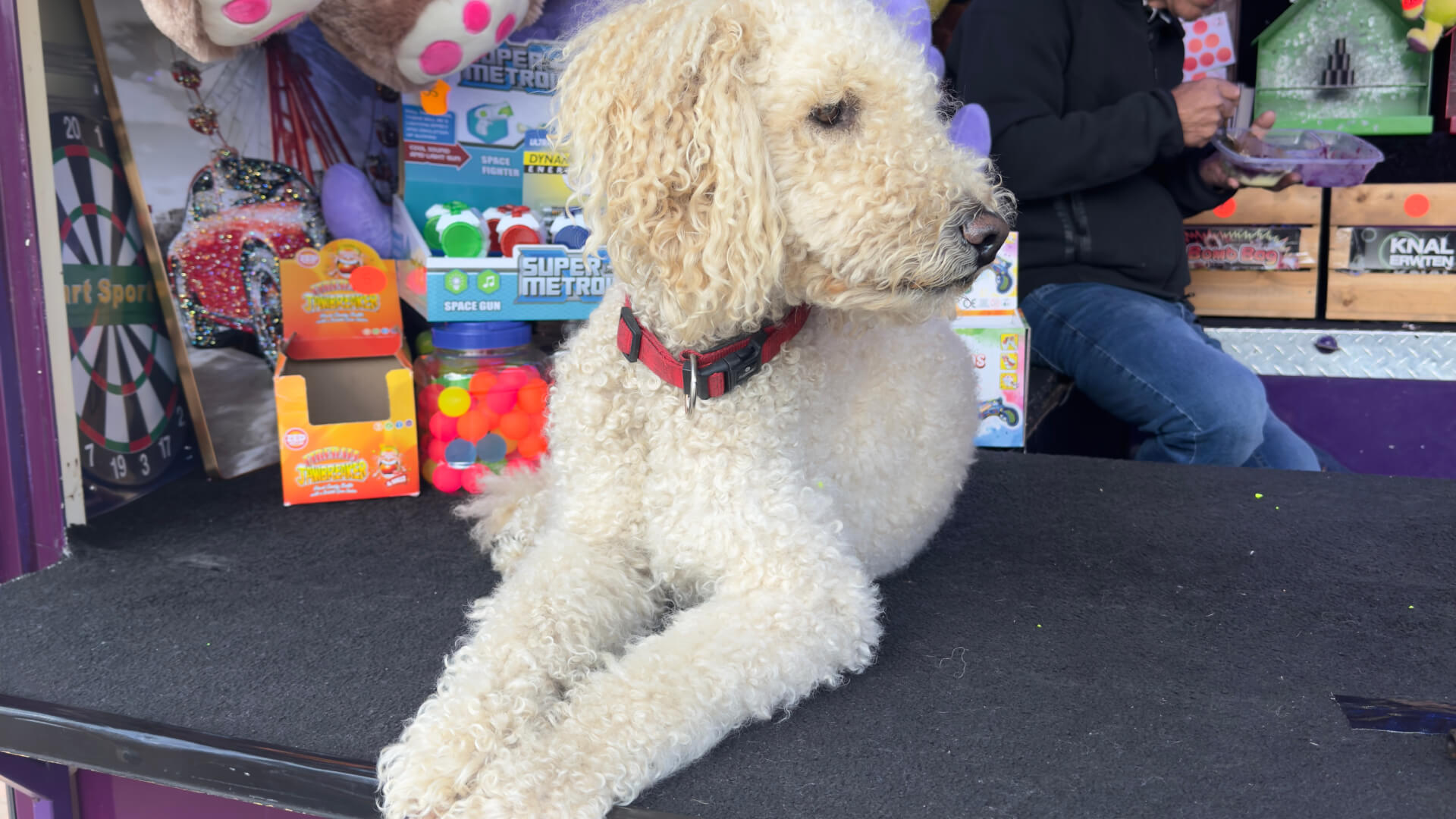 Właściciele psów będą mogli wystartować z nimi w zawodach "Gryfna Sznupa" w Miechowicach