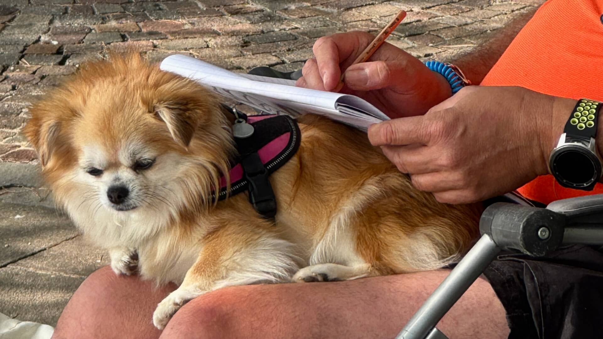 Przezimuj Staruszka 2025. Pracownicy bytomskiego schroniska szukają domów dla starszych piesków