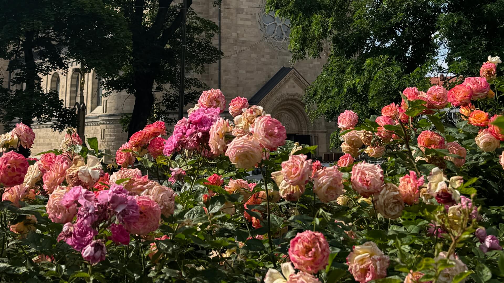W ramach projektu „Róże na Rozbarku” w dzielnicy odbędzie się spacer przyrodniczy. I nie tylko