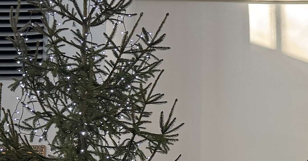 Świąteczne drzewka z szansą na drugie życie. Mogą się przydać w mieście