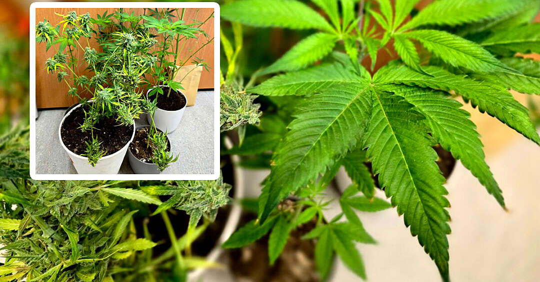 Ogrodnik wpadł w ręce Policji. Prowadził nielegalną uprawę w mieszkaniu