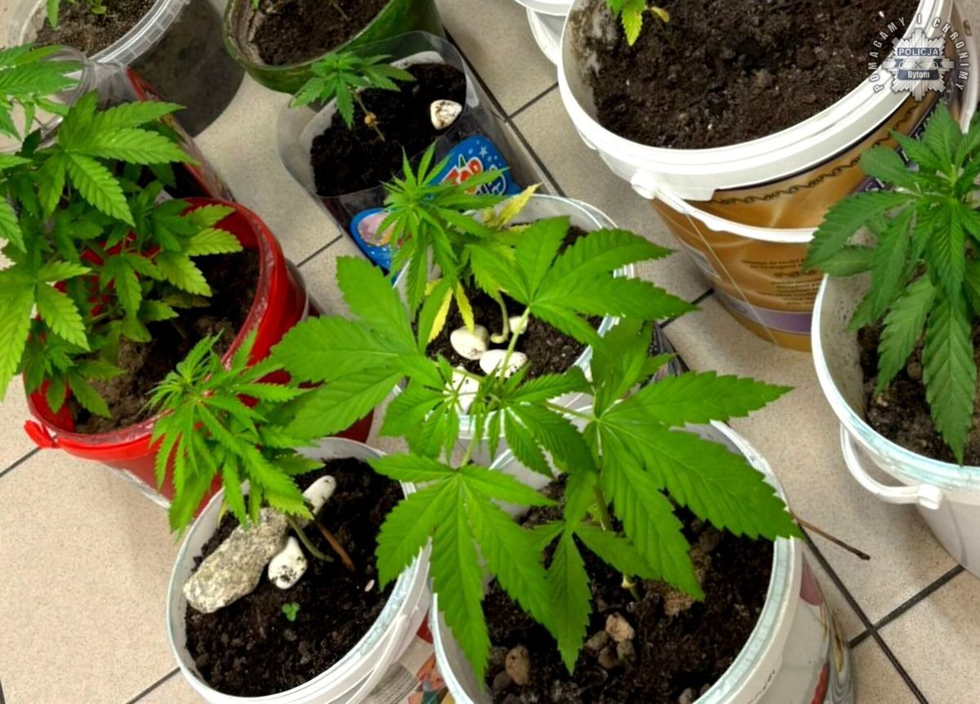 Sadzonki ujawnione w mieszkaniu 45-latki Sadzonki ujawnione w mieszkaniu 45-latki