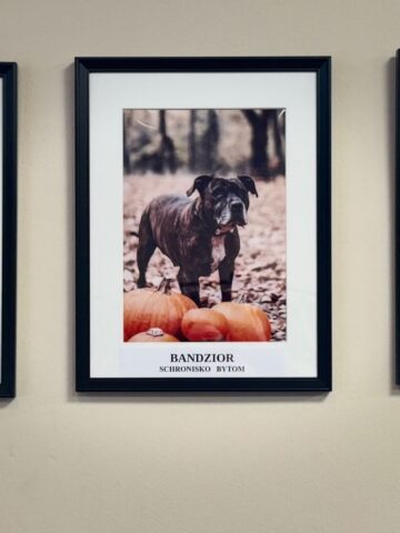 Portrerty psiaków do adopcji Portrerty psiaków do adopcji