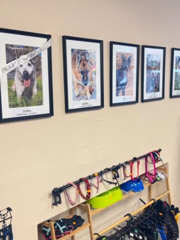 Portrety psiaków do adopcji Portrety psiaków do adopcji