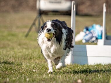 Trening otwarty flyball Piorun, jeden z Pędziszłapów