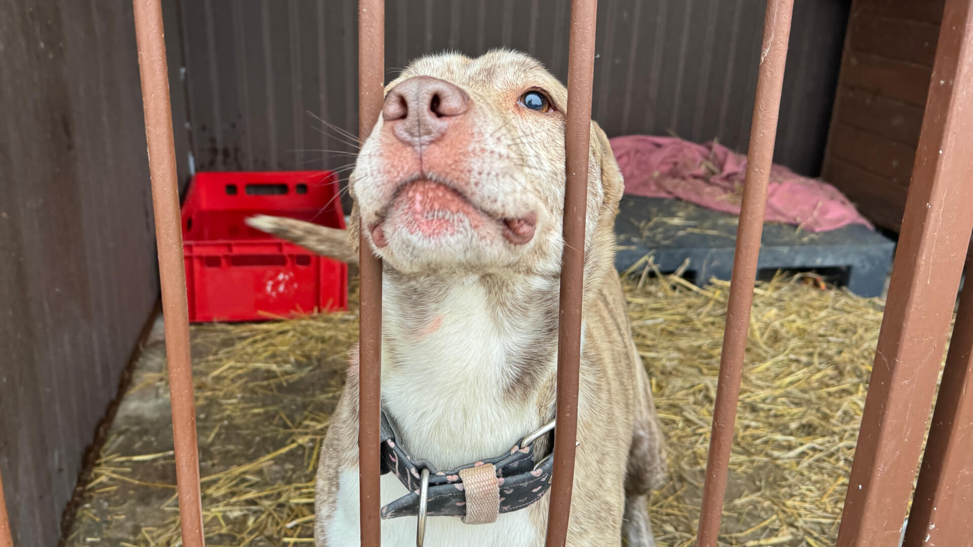 Wznowiono adopcje w bytomskim schronisku. Pierwszy pies pojechał już do nowego domu