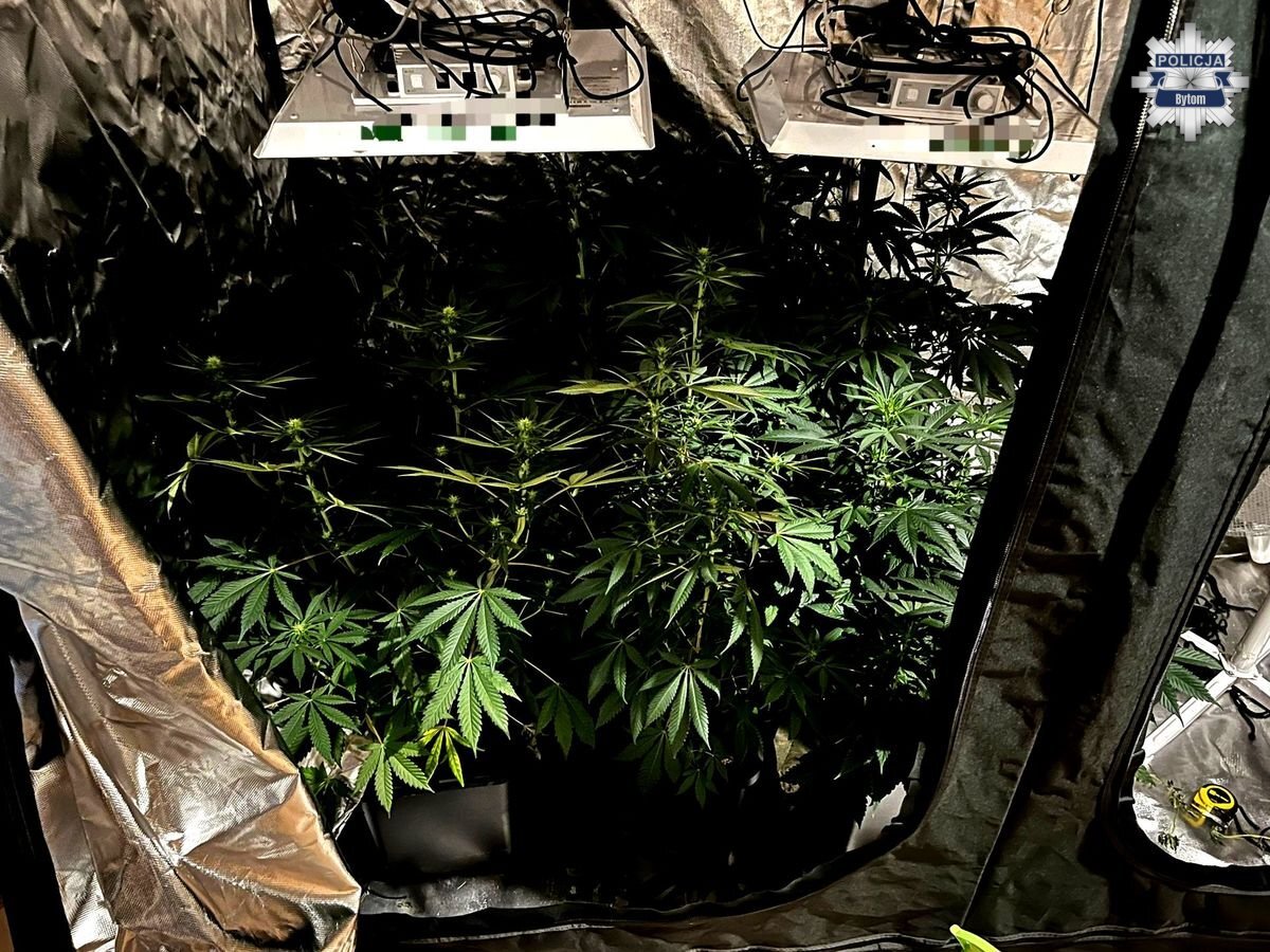 Rośliny w specjalnym schronieniu