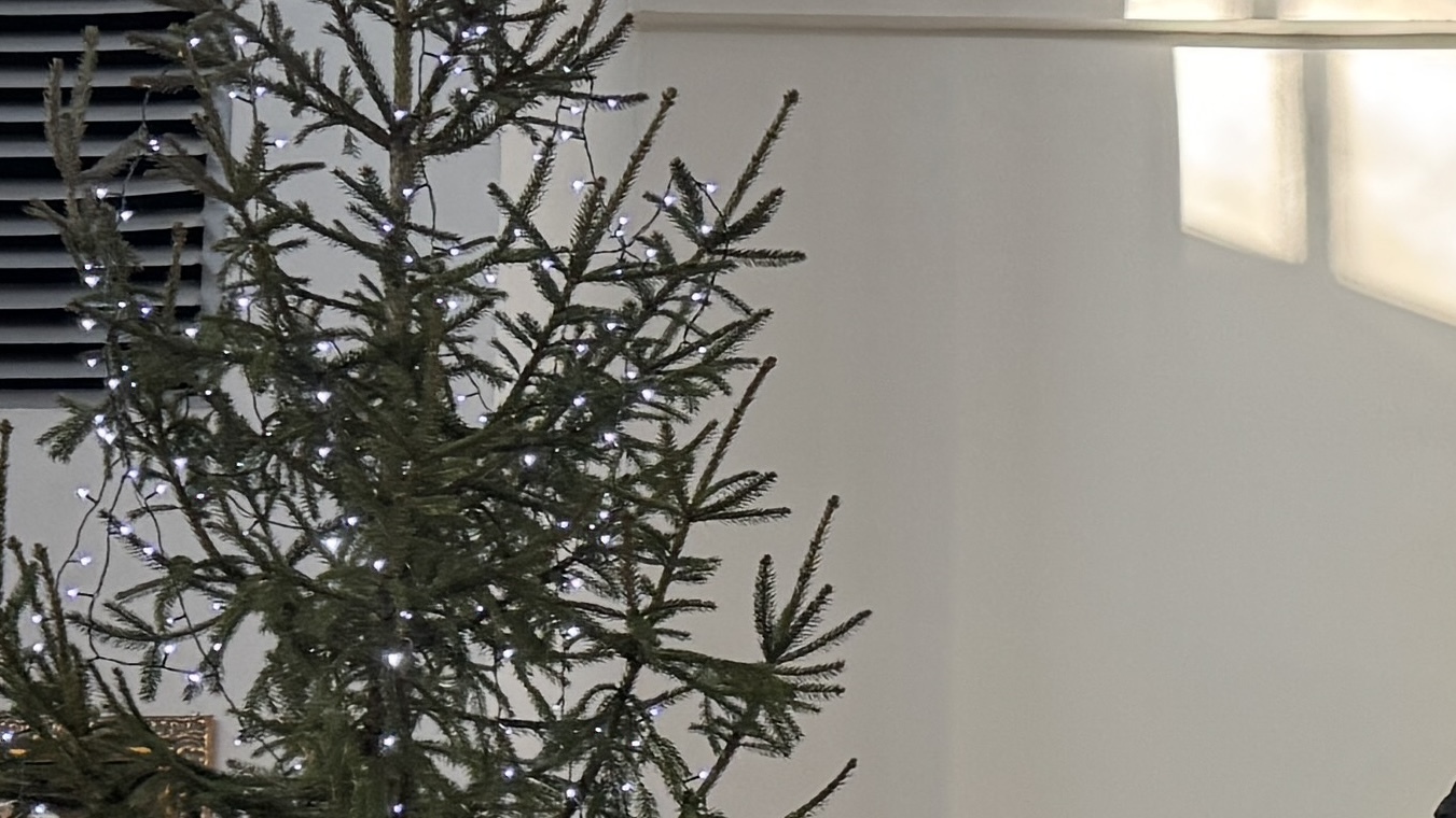 Świąteczne drzewka z szansą na drugie życie. Mogą się przydać w mieście