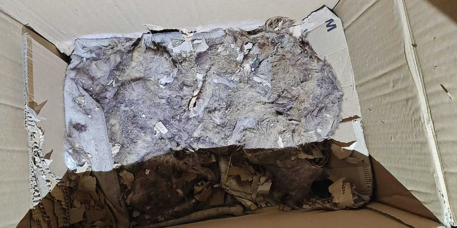 Makabryczne odkrycie przy ul. Odrzańskiej