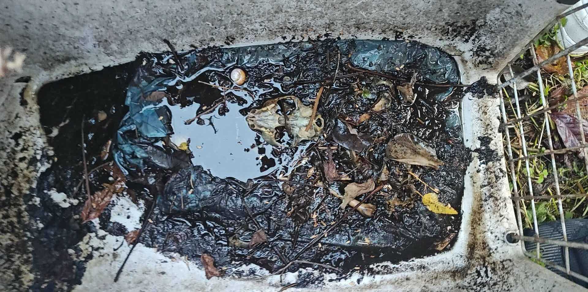 Makabryczne odkrycie przy ul. Odrzańskiej