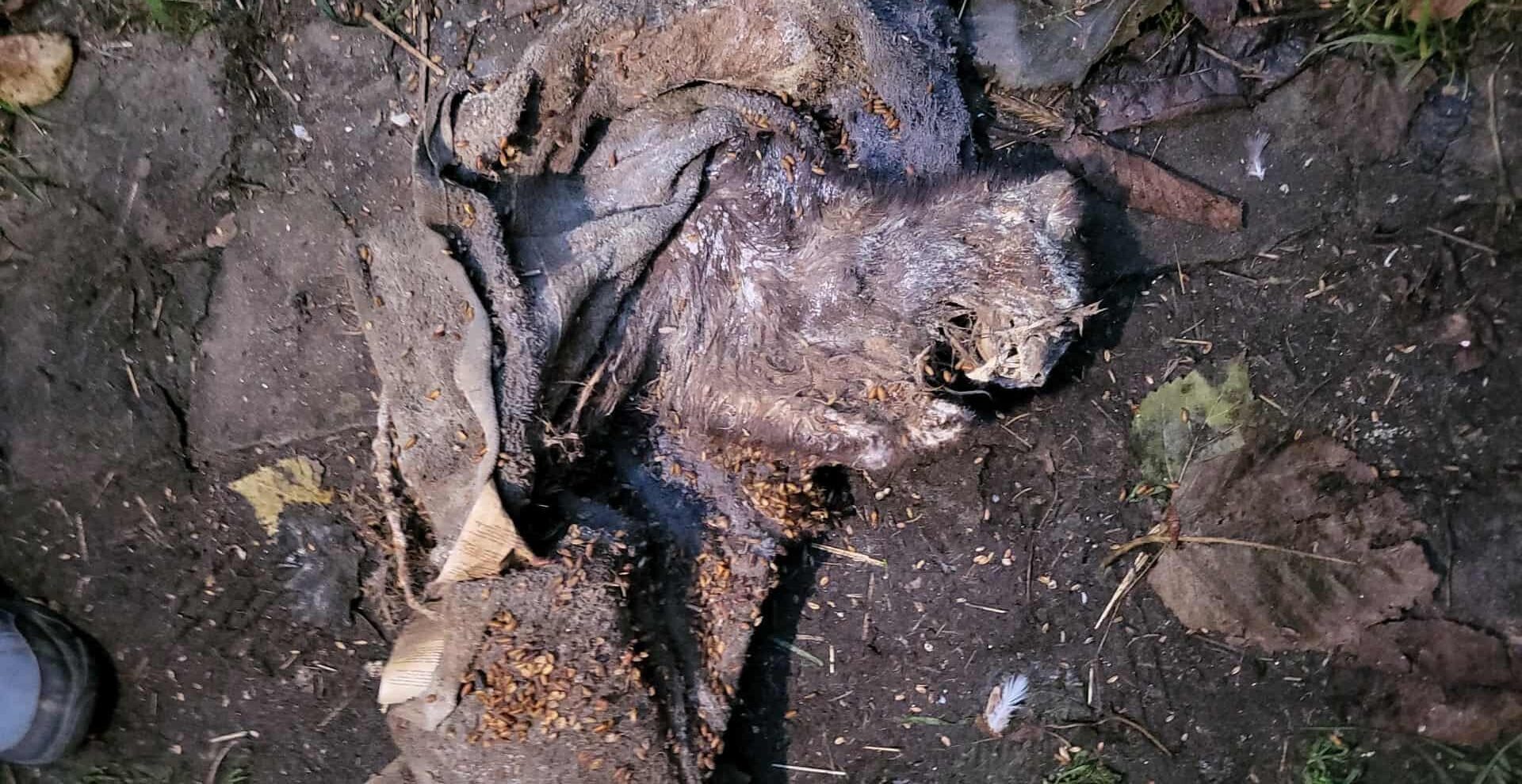 Makabryczne odkrycie przy ul. Odrzańskiej