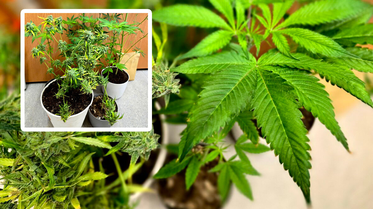 Ogrodnik wpadł w ręce Policji. Prowadził nielegalną uprawę w mieszkaniu