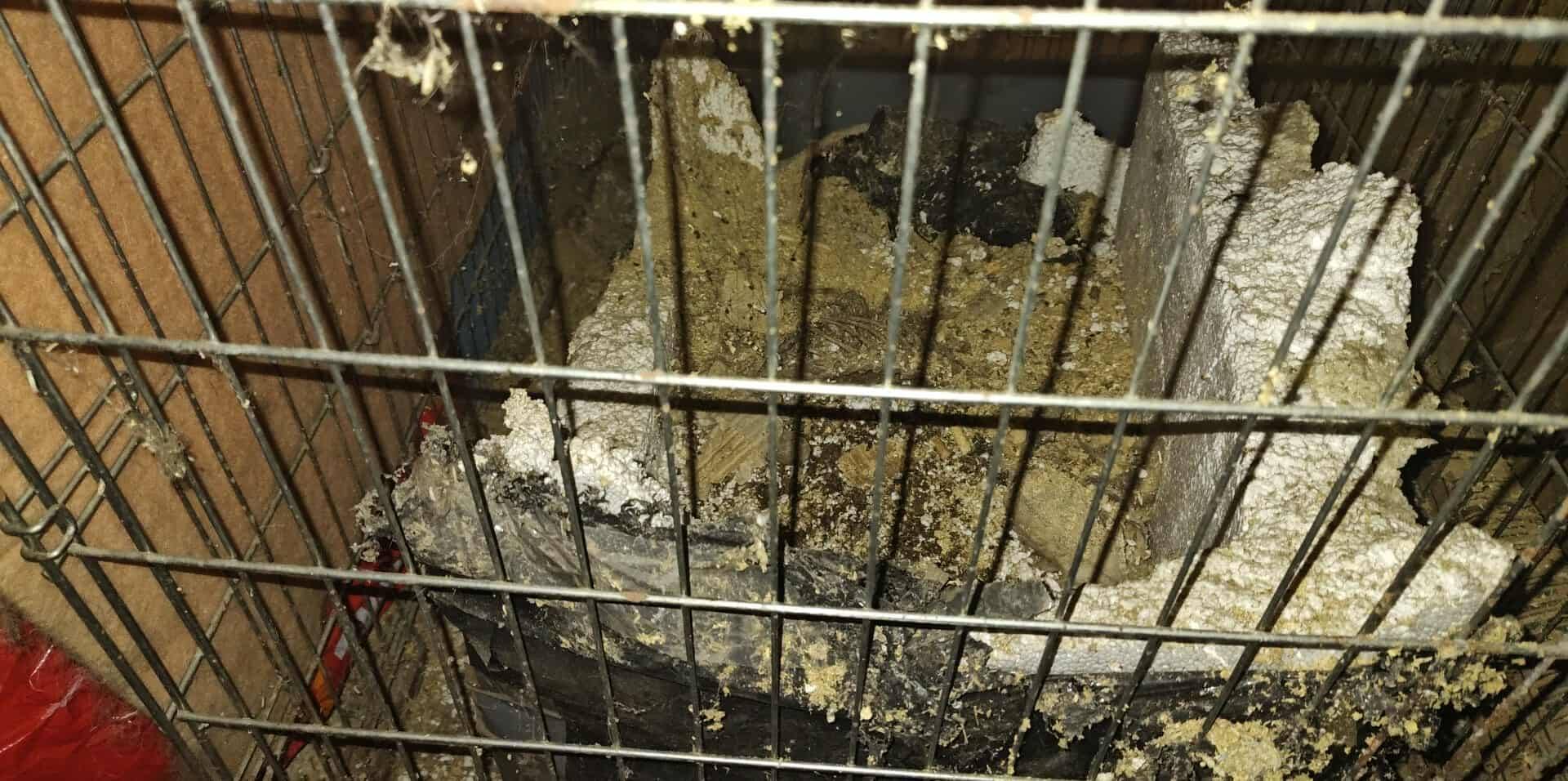 Makabryczne odkrycie przy ul. Odrzańskiej