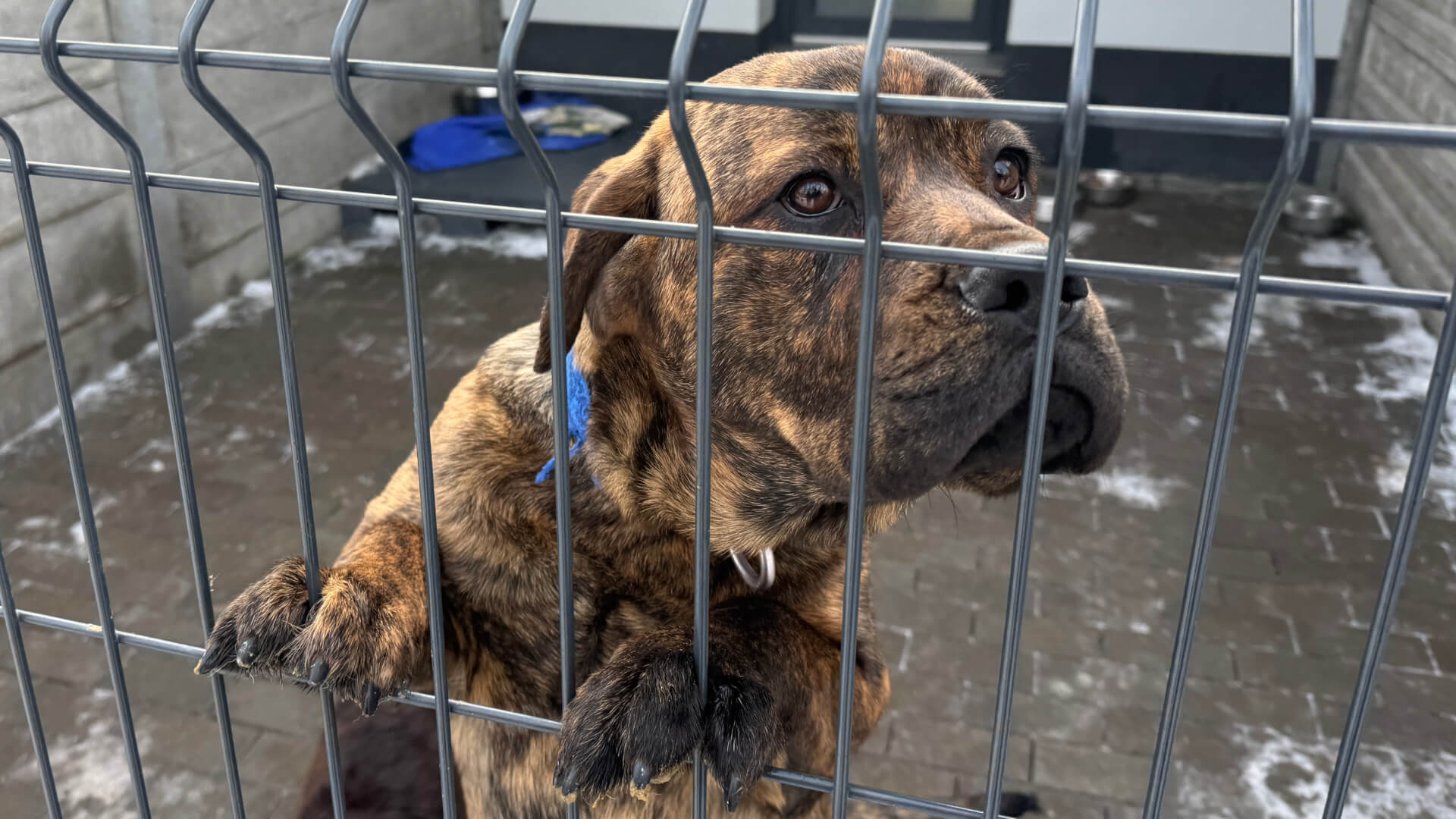 Bytomskie schronisko wznowiło adopcje zwierząt. Proces odbywa się pod kontrolą urzędników