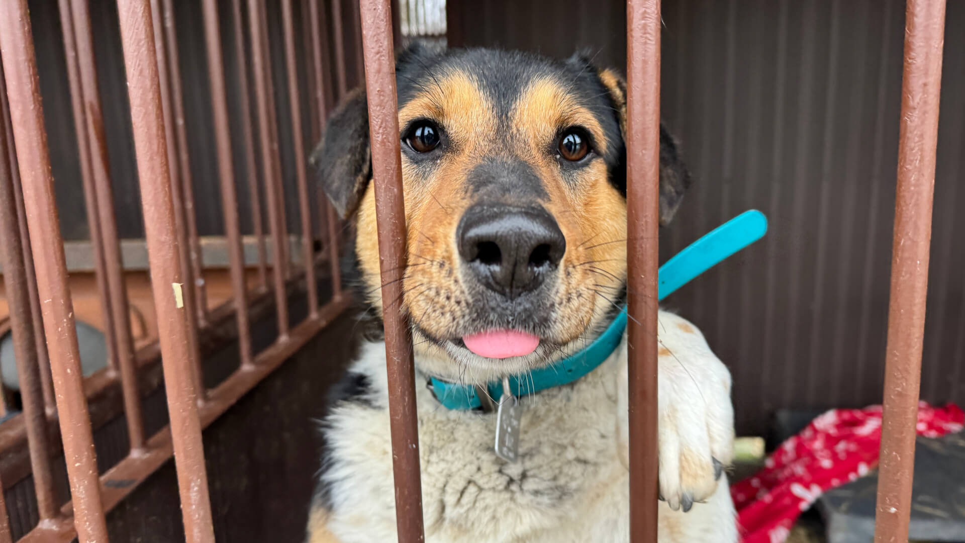 Ponad 482 tysiące złotych kary dla byłego zarządcy Schroniska dla Bezdomnych Zwierząt w Bytomiu